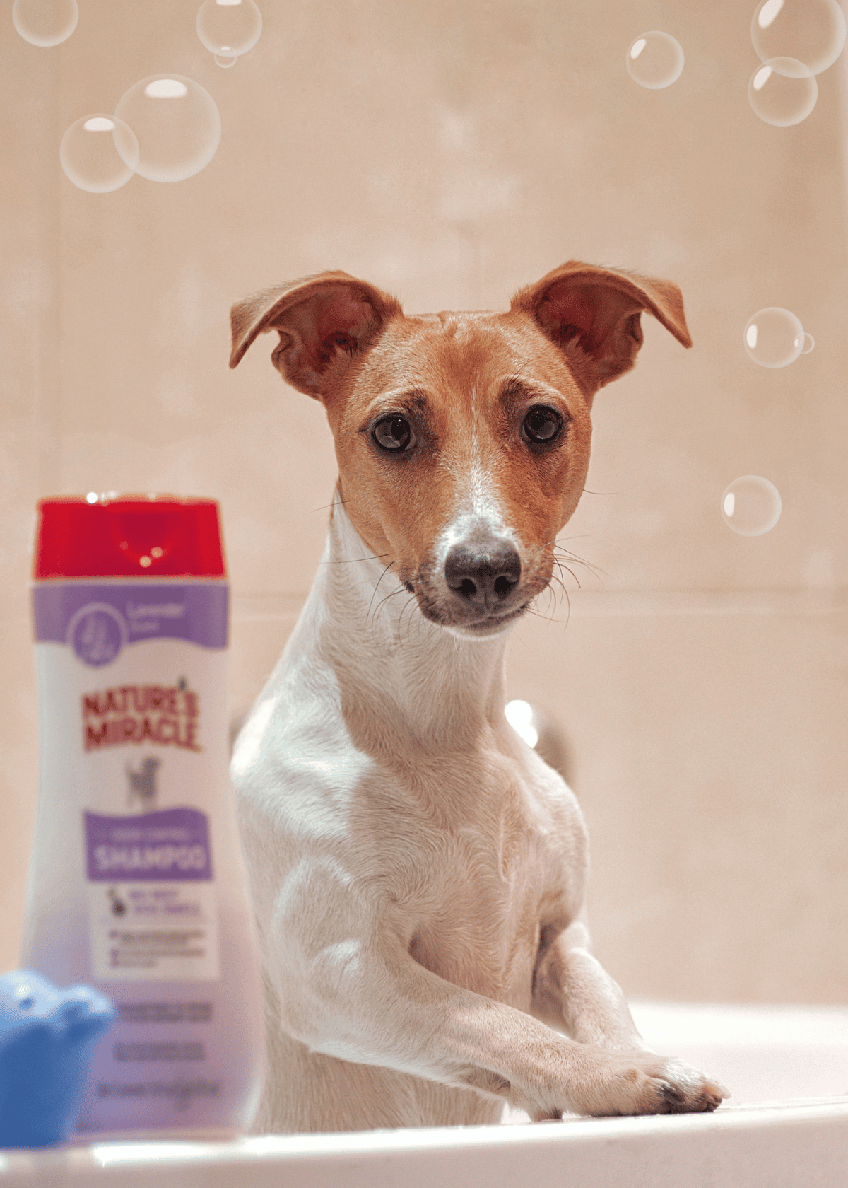Best Dog Shampoo Brushes