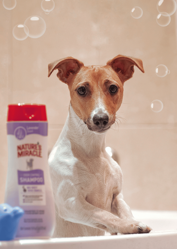"You won't believe the difference these dog shampoo brushes will make!"