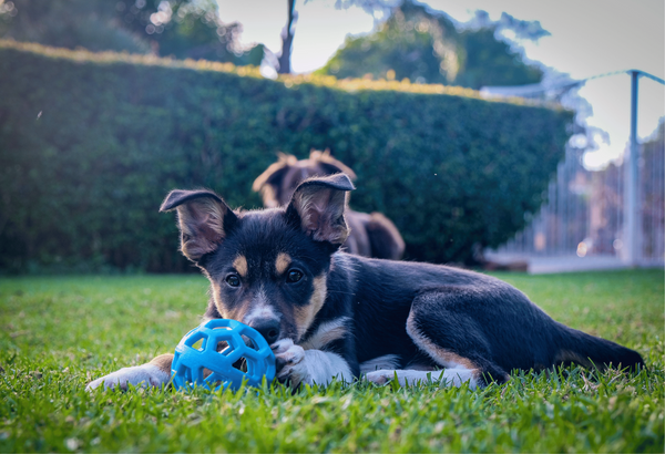 "Teething Troubles? Not for Long! Check out These 5 Dog Teething Toys That Will Make Your Pup Happy"