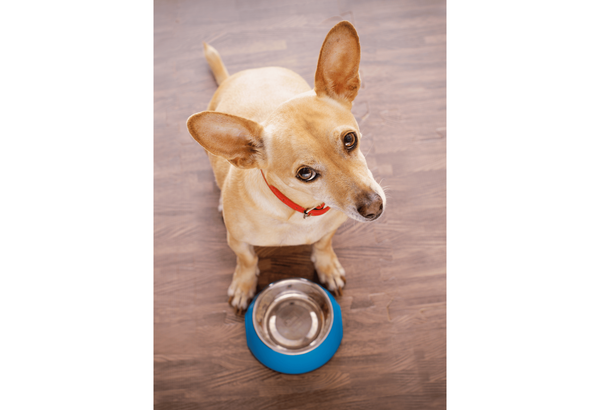 Revamp Your Pet's Diet with Wholesome Ingredients and Irresistible Taste