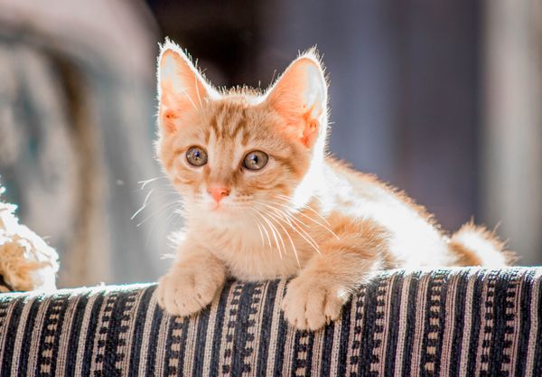 "Eco-Conscious Cat Owners Rejoice! Here are the 5 Best Tofu Cat Litter Your Feline Will Love!"