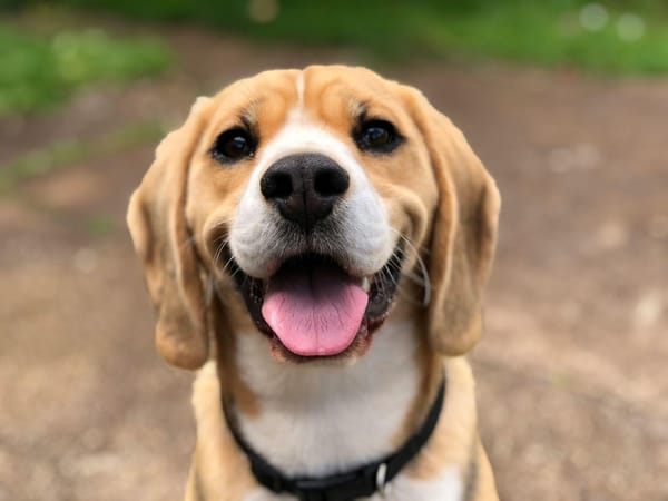 Dog Shock Collar - Best Dog Training Collars to buy in 2024